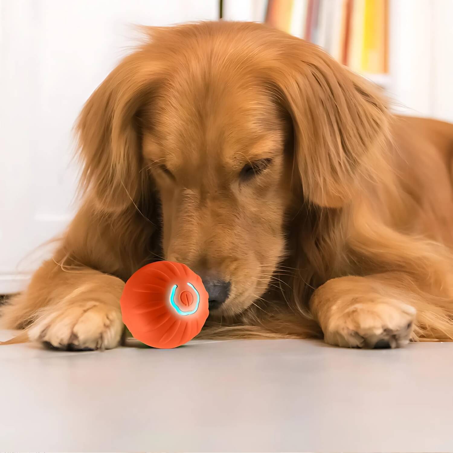 zwaartekracht springende hond bal golden retriever snuffelen